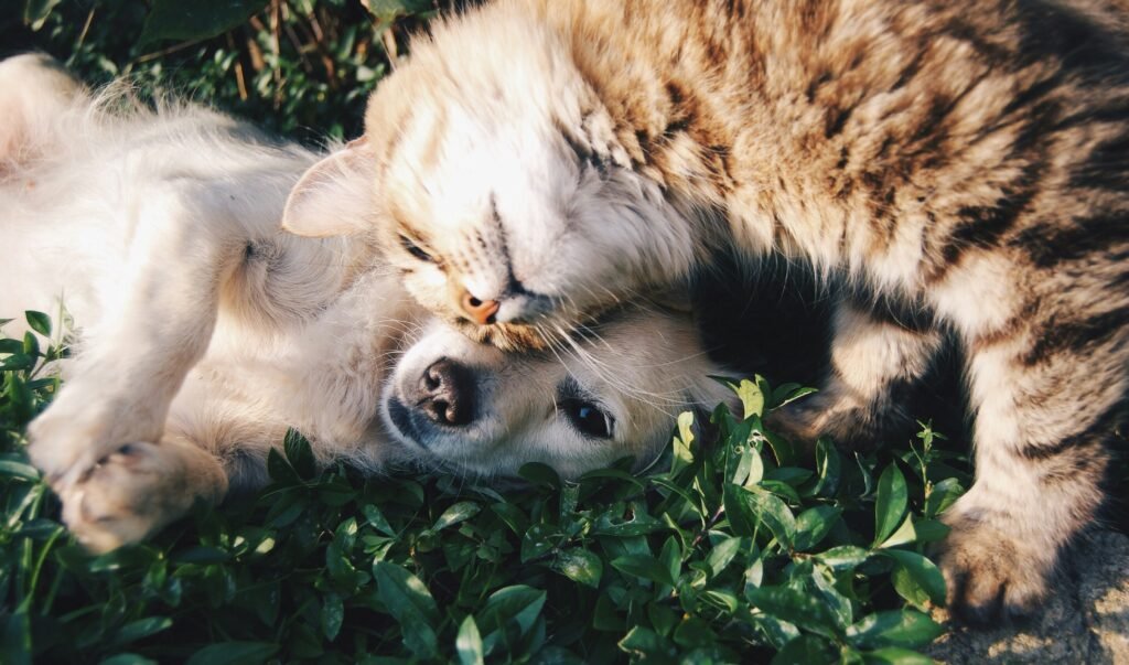 Photo of cat and dog snuggling in the grass