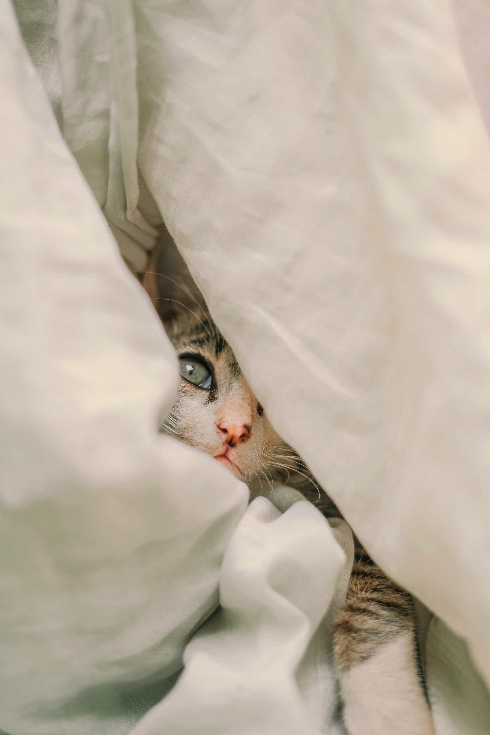 About monisha selvakumar nfjiww0djtm unsplash
