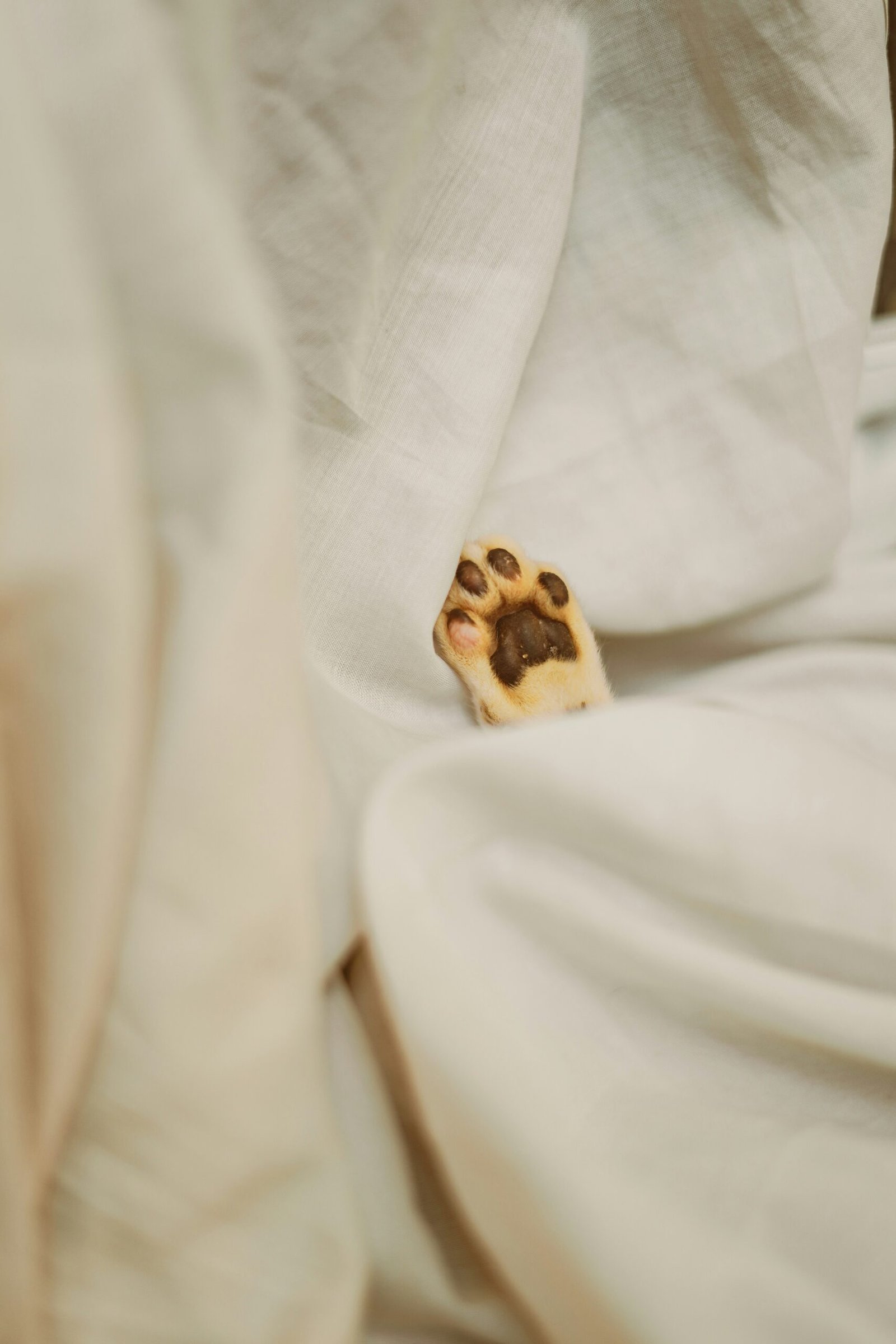 About monisha selvakumar no pi9xindc unsplash